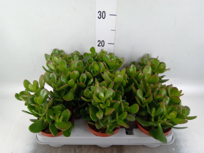<h4>Crassula ovata</h4>