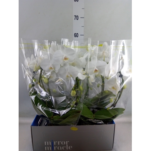 Phalaenopsis   ...white