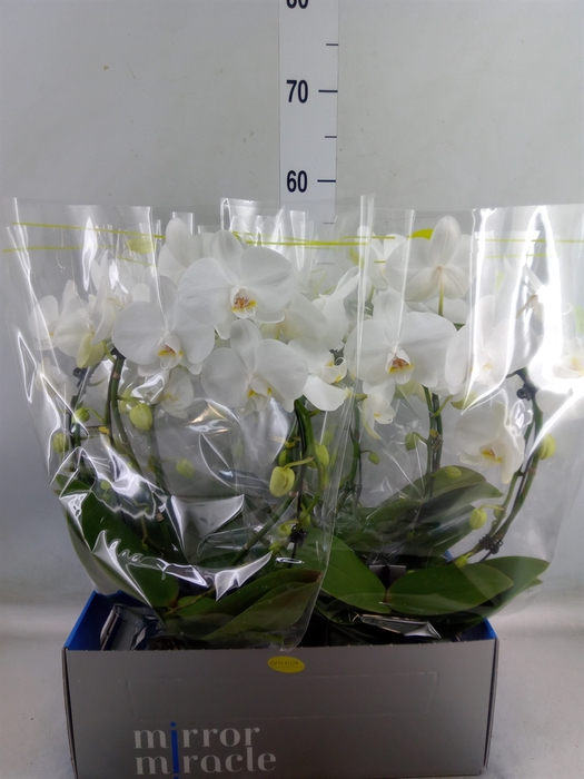 <h4>Phalaenopsis   ...white</h4>
