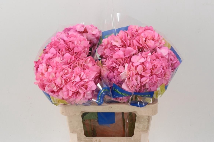 <h4>Hydr Bubble Gum</h4>