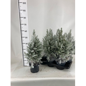PICEA GL CONICA