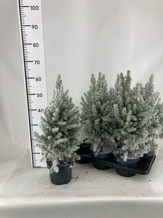 <h4>PICEA GL CONICA</h4>