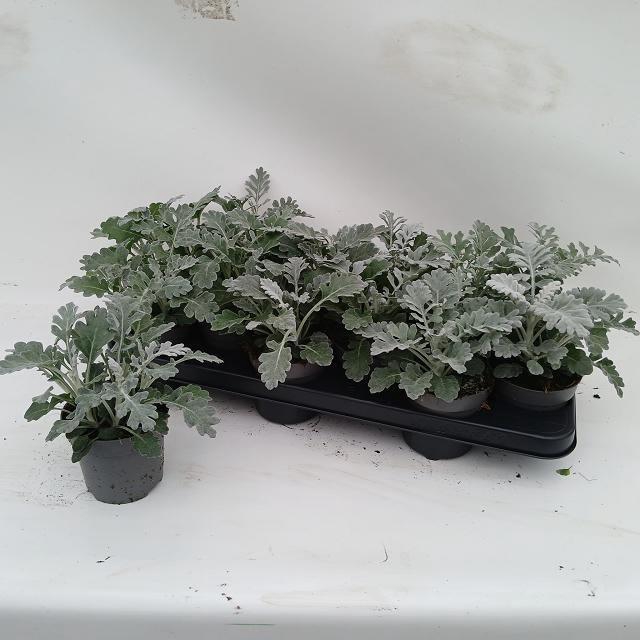 <h4>JACOBAEA MARITIMA</h4>