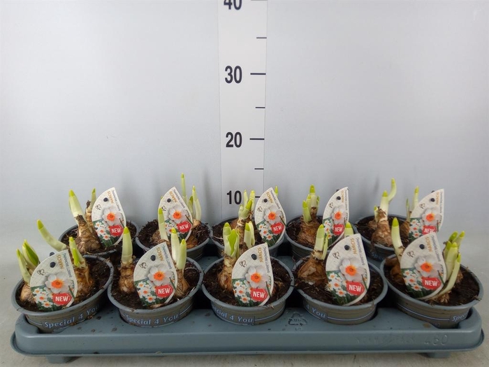 <h4>Narcissus ...</h4>