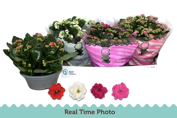 <h4>KAL GE GEM 4 KL</h4>