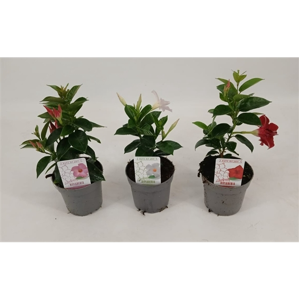 <h4>Dipladenia 'Rio' gemengd</h4>