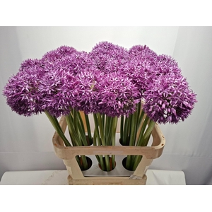 ALLIUM GLOBEMASTER