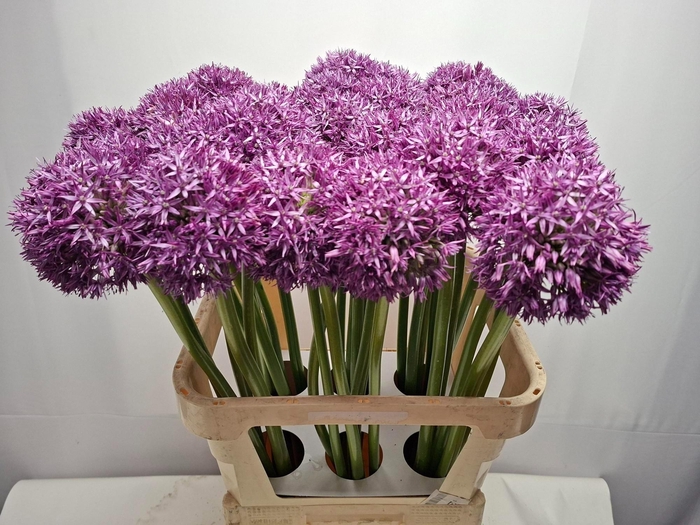 <h4>ALLIUM GLOBEMASTER</h4>