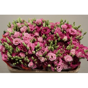 EUST G EXCAL HOT PINK WAALZICHT