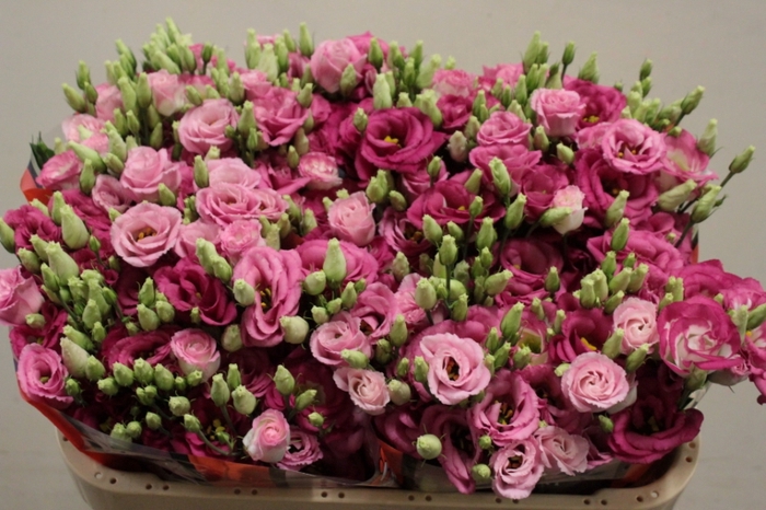 <h4>EUST G EXCAL HOT PINK WAALZICHT</h4>