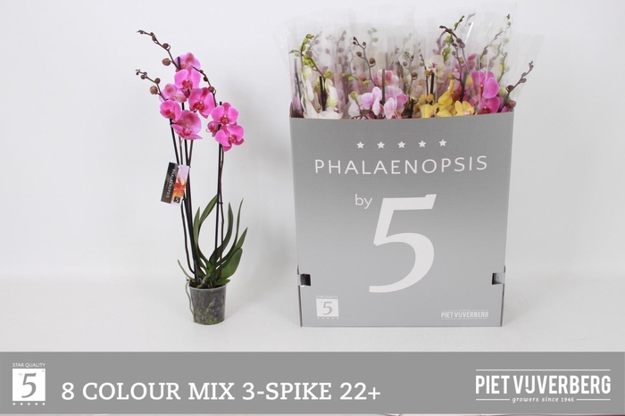 <h4>PHAL GEM 8 KL</h4>