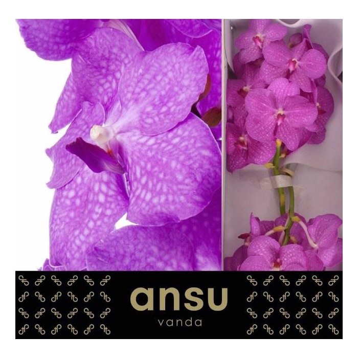 <h4>Vanda Ni Hot Pink</h4>