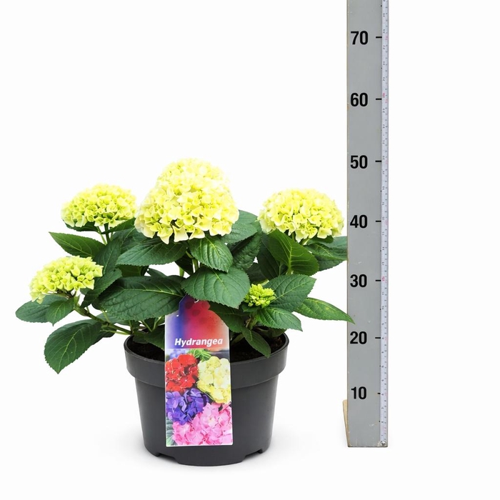 <h4>HYDR M HI WHITE SUN</h4>