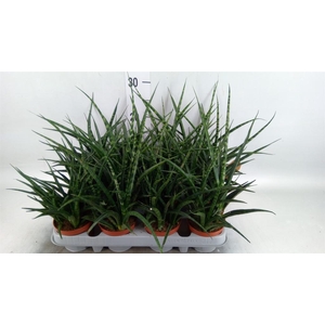 Sansevieria  'Fernwood'