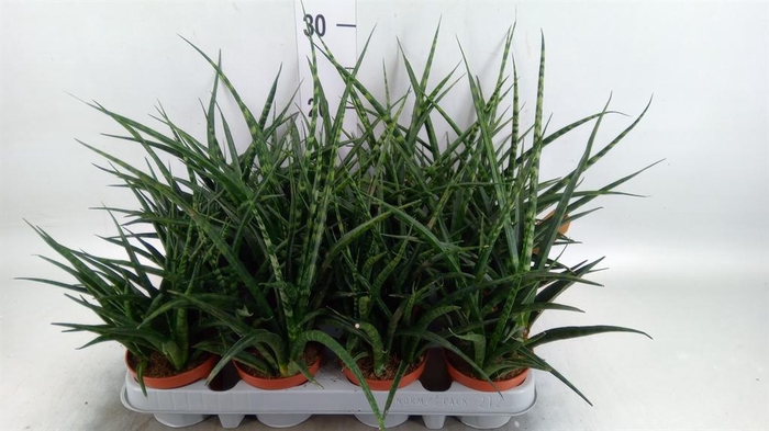 <h4>Sansevieria 'Fernwood'</h4>