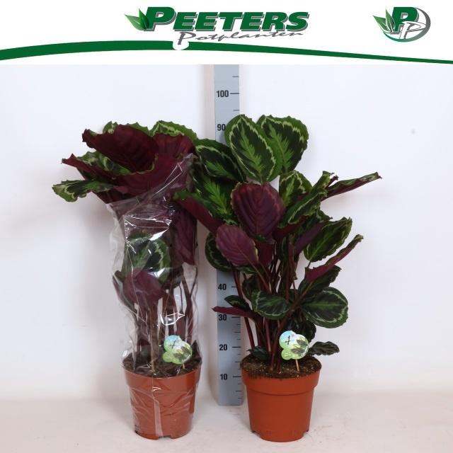 <h4>CALAT MEDALLION</h4>