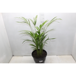 ARECA BAMBU P24