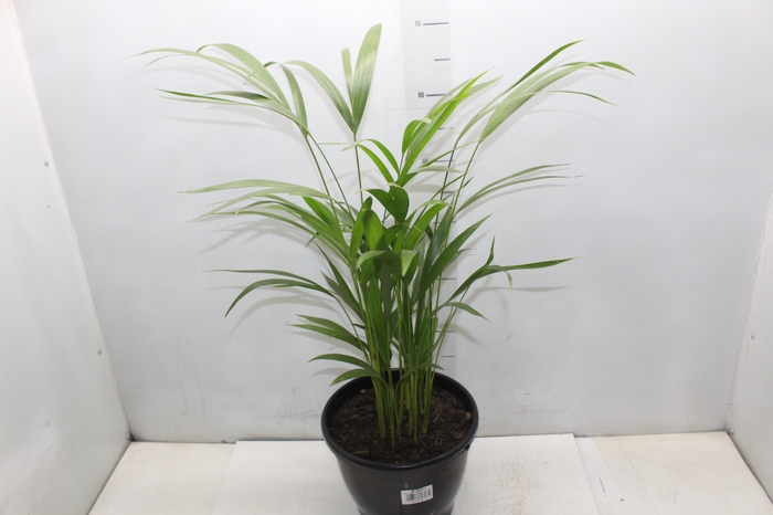 <h4>ARECA BAMBU P24</h4>