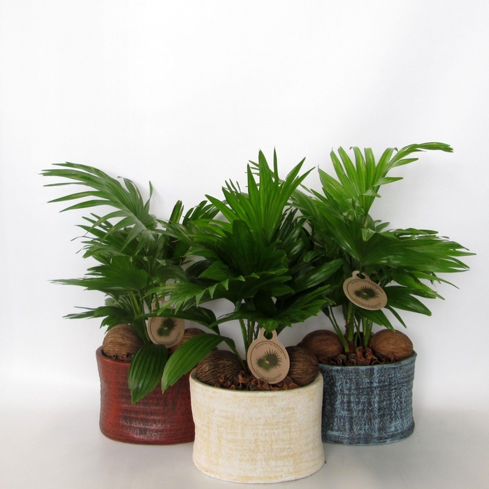 <h4>LIVISTONA ROTUNDIFOL</h4>