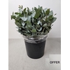 EUC CINEREA PB