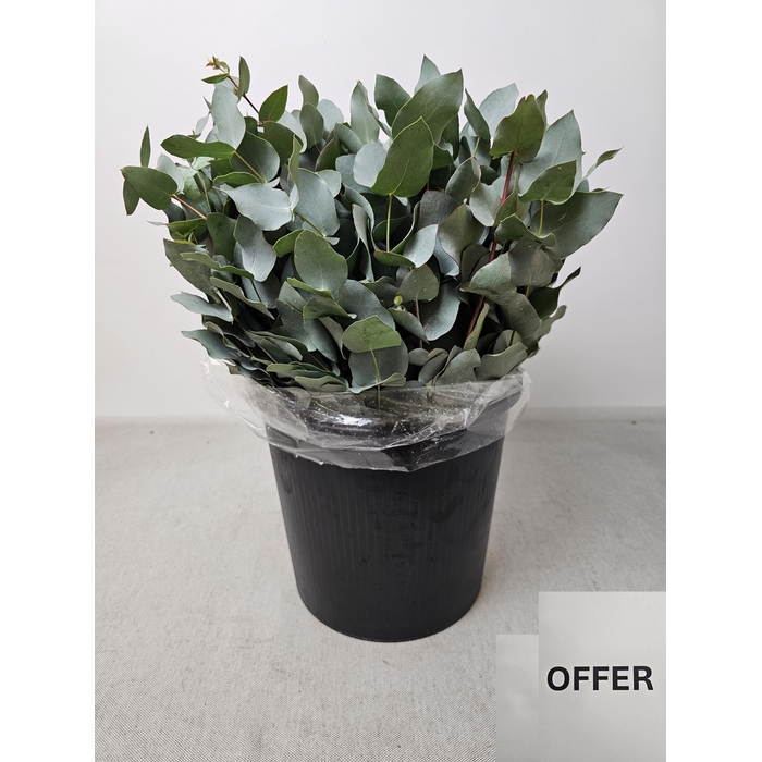 <h4>EUC CINEREA PB</h4>