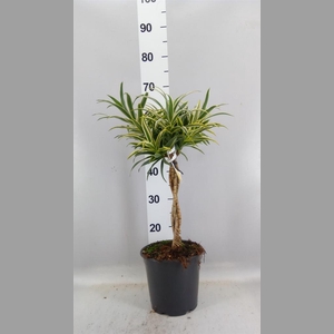 Dracaena refl.   ...