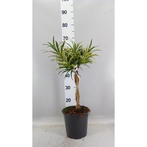 Dracaena refl.   ...