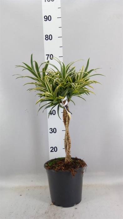 <h4>Dracaena refl.   ...</h4>