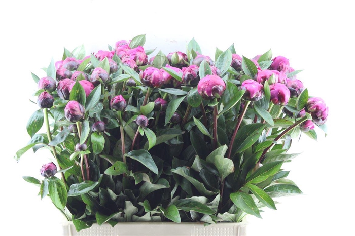 <h4>Paeonia L Red Sarah Bernhard</h4>