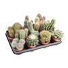 Cactus gemengd gemengd in tray CA8001