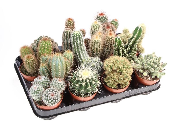 Cactus gemengd gemengd in tray CA8001
