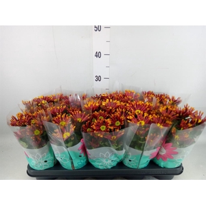 Chrysanthemum  'Splash Energy'