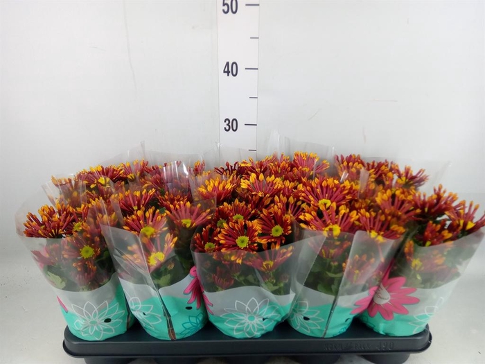 <h4>Chrysanthemum  'Splash Energy'</h4>