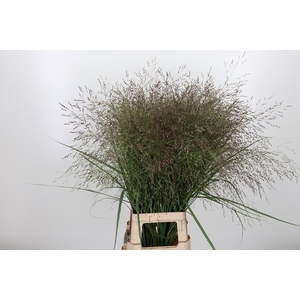 Panicum Kl Bh Roze Goud