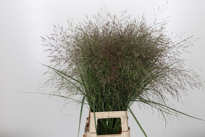 <h4>Panicum Kl Bh Rood</h4>