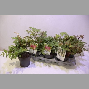 Astilb Gem 2 Kl Red & White