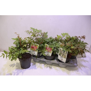 arr8 Astilb Gem 2 Kl Red & White