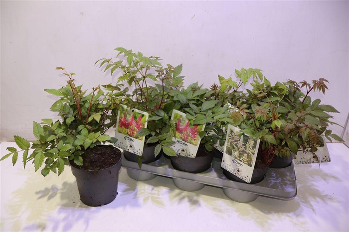 <h4>Astilb Gem 2 Kl Red & White</h4>