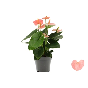 Anthurium Spirit without sleeve