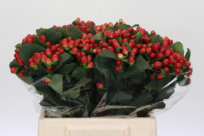 <h4>Hypericum True Romance</h4>