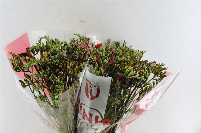 <h4>Fr Du Fuego Red</h4>