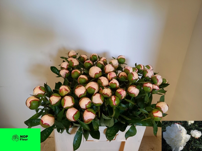 <h4>PAEO L ICEBERG</h4>