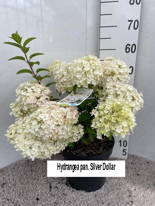 <h4>HYDR PANICULATA</h4>