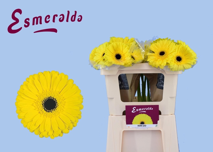 <h4>GE GR DON LEO</h4>