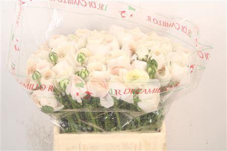 <h4>Ran.. Su Hanoi Extra</h4>