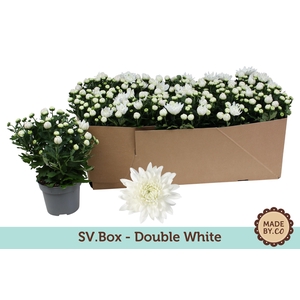 Chrysant Double White in SV.Box