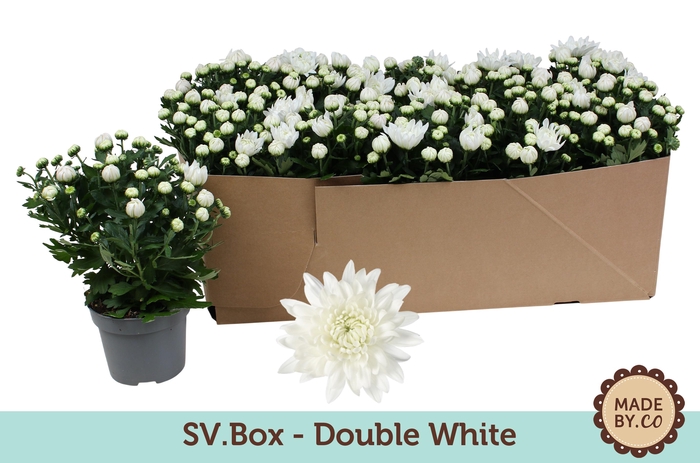 <h4>Chrysant Double White in SV.Box</h4>