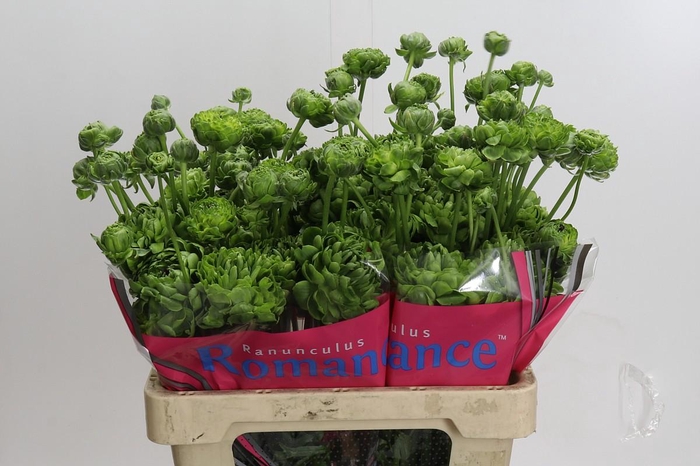 Ranunculus Romance Pomerol