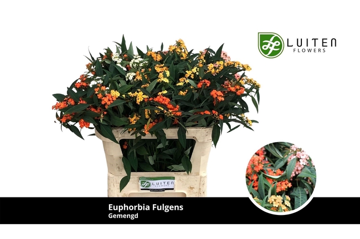 <h4>EUPH FU GEM</h4>