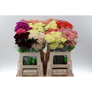 Di St gem in fust 60cm